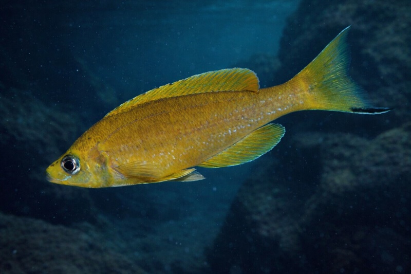 Cyprichromis microlepidotus 'Ubwari'